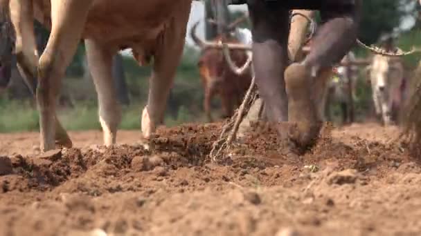 Granjeros usan vacas para arar tierra — Vídeo de stock