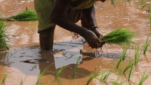 Mulher planta pacotes de arroz — Vídeo de Stock