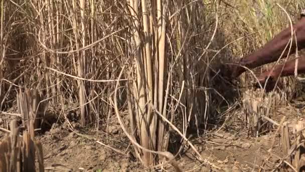 Agricultor corta plantas de arroz — Vídeo de stock