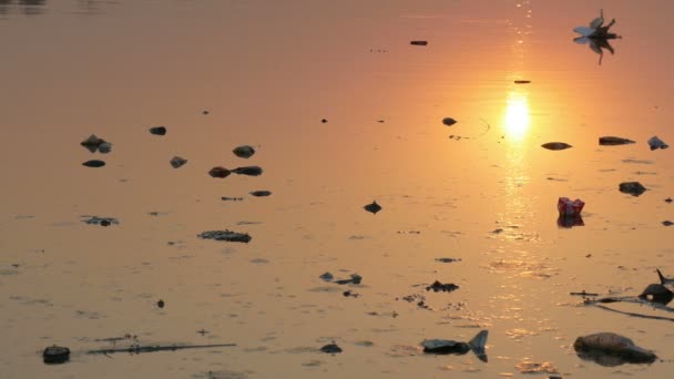 Vuilnis drijft door een rivier — Stockvideo