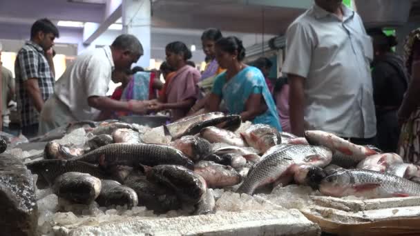 People buy fish at market — Stock Video