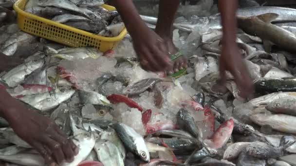 Frischer Fisch auf dem Markt verkauft — Stockvideo