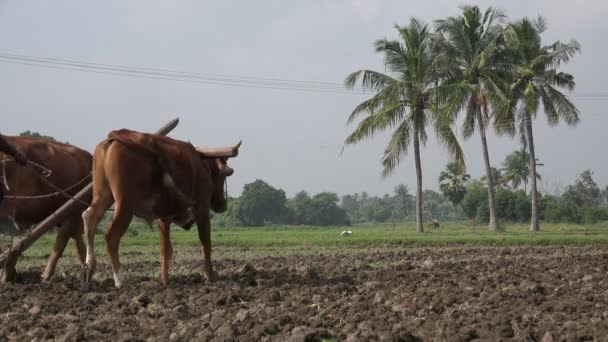 Farmers use cows to plow land — Stock Video
