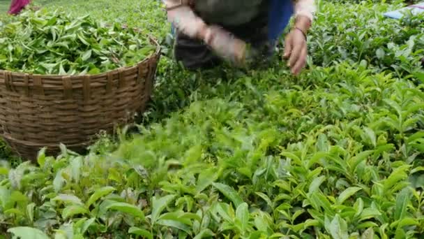 Woman picks tea leaves — Stock Video