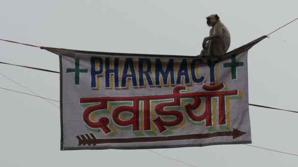 A monkey balances on a billboard — Stock Video