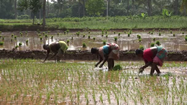 Женщины выращивают рис в Южной Индии — стоковое видео