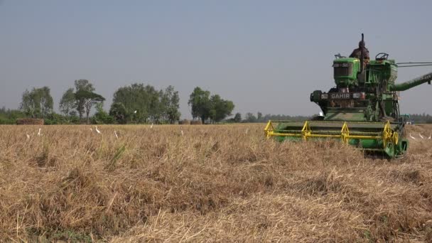 Farmer uses a combine harvester — Stock Video