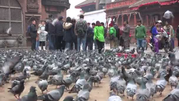 Turistas se reúnem na Praça Durbar — Vídeo de Stock