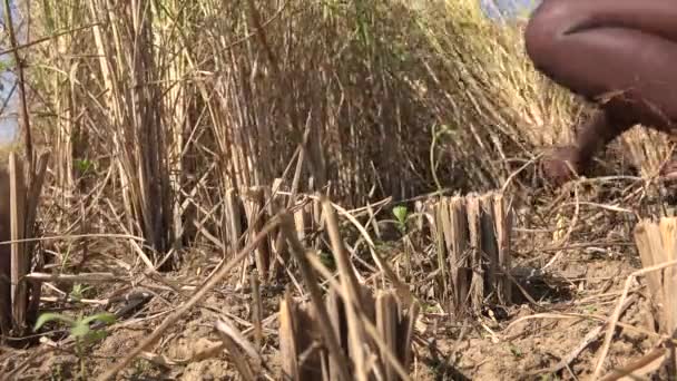 Agricultor corta plantas de arroz — Vídeos de Stock