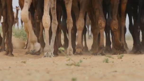 Верблюды, идущие по пустыне — стоковое видео