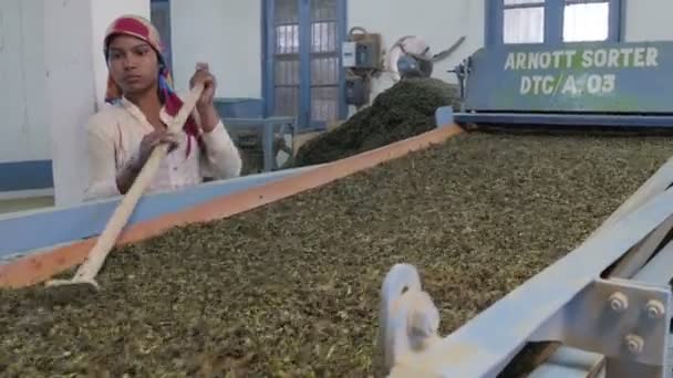 Kadın bir makine çay yaprakları sıralama çalışır — Stok video