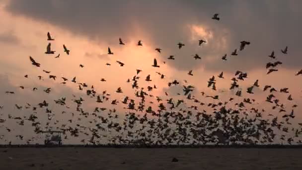 A massive flock of pigeons take off