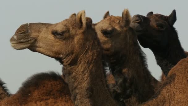 Un grupo de camellos en el Pushkar — Vídeos de Stock