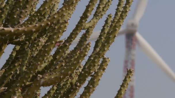 Un molino de viento es visible detrás de un cactus — Vídeo de stock