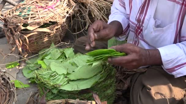 An unidentified man folds betel leaves — Stock Video
