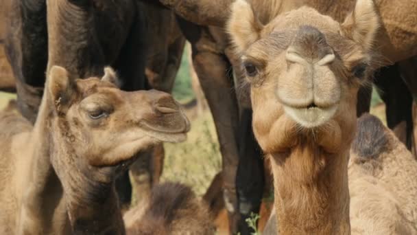 Un curioso camello mira a la cámara — Vídeos de Stock