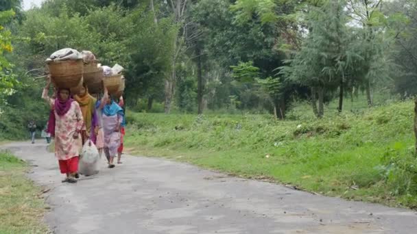 Women carry baskets with tea leaves — Stock Video