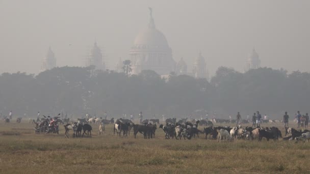 Las cabras pastan en el parque central — Vídeos de Stock