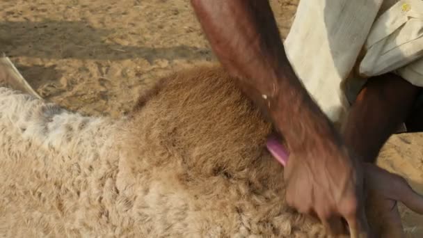 Man borstels de bult van een kameel — Stockvideo