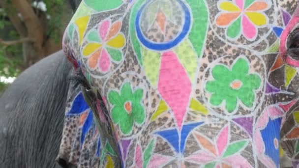 Un elefante colorido pintado — Vídeos de Stock