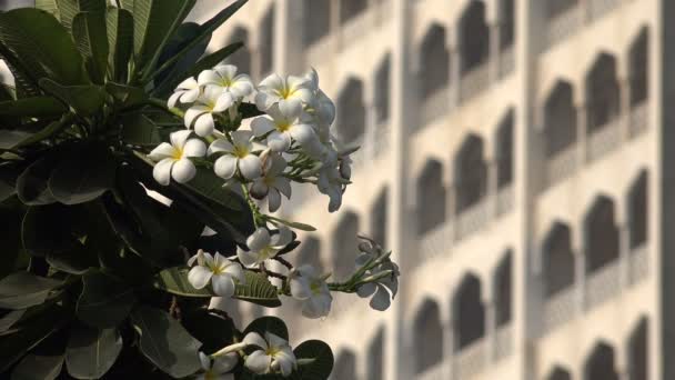 Taj Mahal Palace Hotel en Mumbai — Vídeo de stock