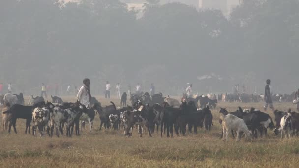 Kambing merumput di taman pusat — Stok Video