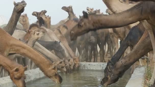 Eine große Herde Kamele trinkt Wasser — Stockvideo