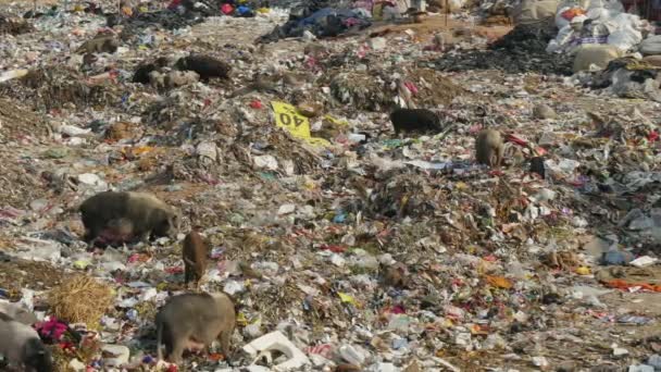 Varkens kijken voor de menselijke voeding op een vuilnisbelt — Stockvideo