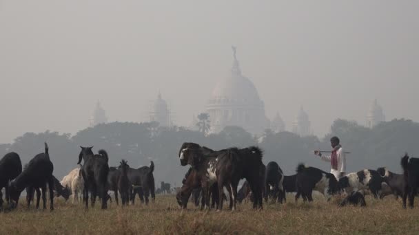 Las cabras pastan en el parque central — Vídeos de Stock