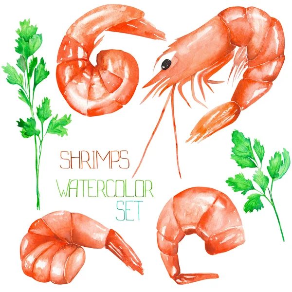 A set with the watercolor shrimps and greenery — Stock Photo, Image