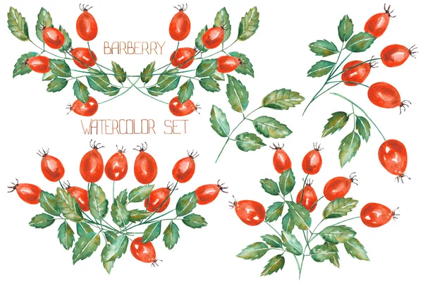 A set of the watercolor rosehip branches — Stock Fotó