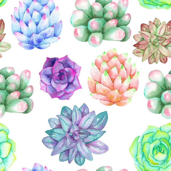 A seamless pattern with the watercolor various kinds of succulents — Stock Photo, Image