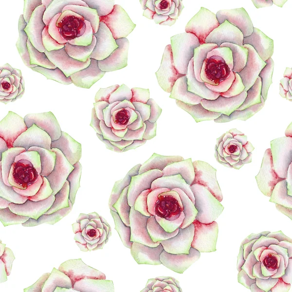 수채화 아름 다운 붉은 succulents와 원활한 패턴 — 스톡 사진