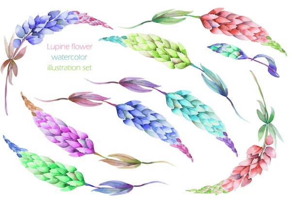 En uppsättning, samling av akvarell Blom element av en Lupine blomma — Stockfoto