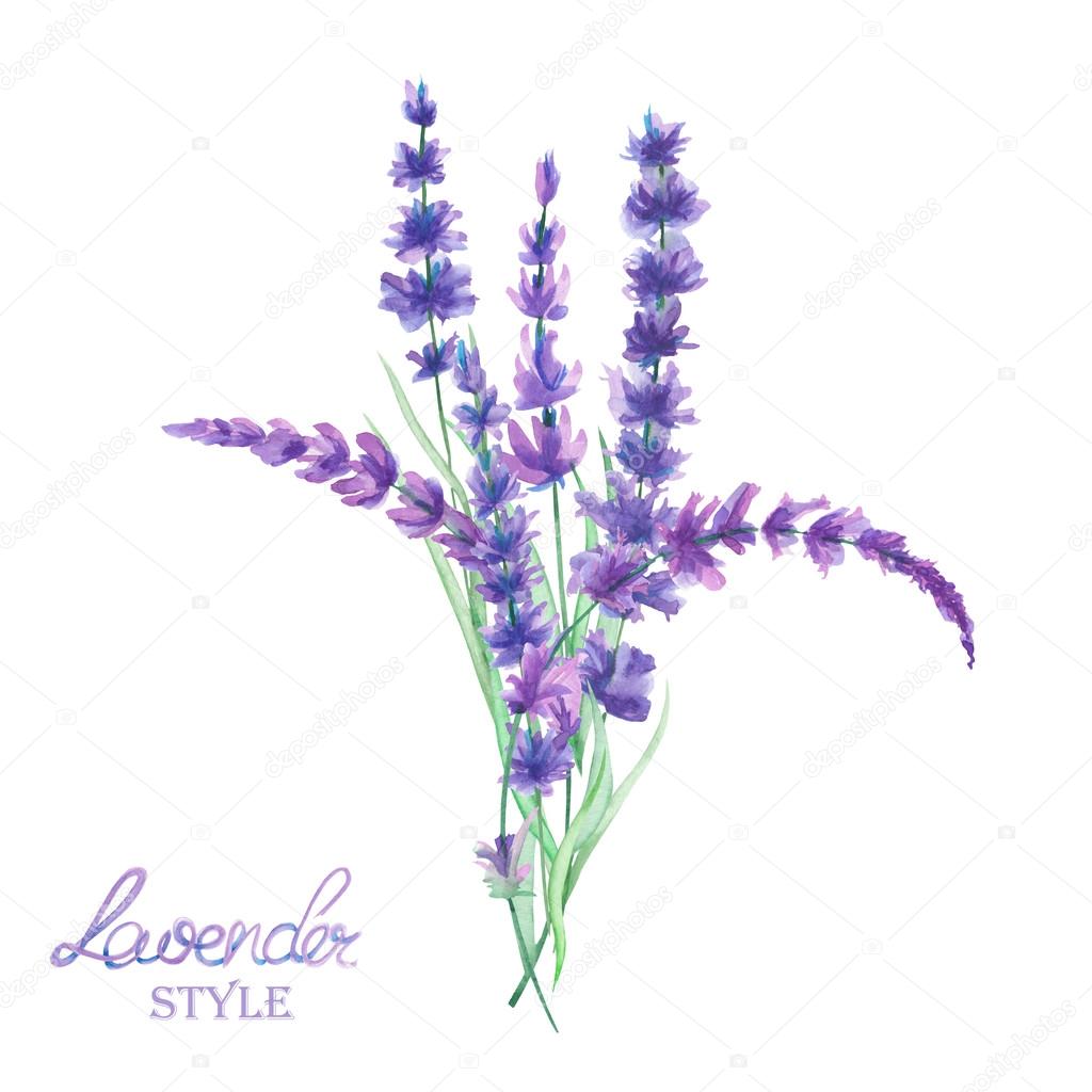 An illustration with a bouquet of the beautiful watercolor lavender branches, hand-drawn in a watercolor