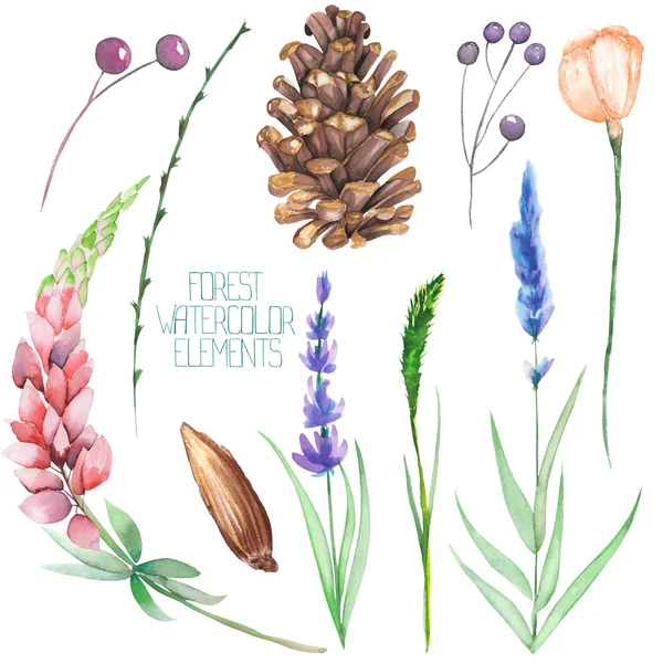 En uppsättning, samling med blommiga isolerade akvarell skogs element (bär, koner, lavendel, vildblommor och grenar) — Stockfoto