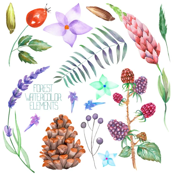 꽃으로 분리 된 수채화 숲 요소 (딸기, 콘, 라벤더, 야생화 및 가지)가있는 세트, 컬렉션) — 스톡 사진