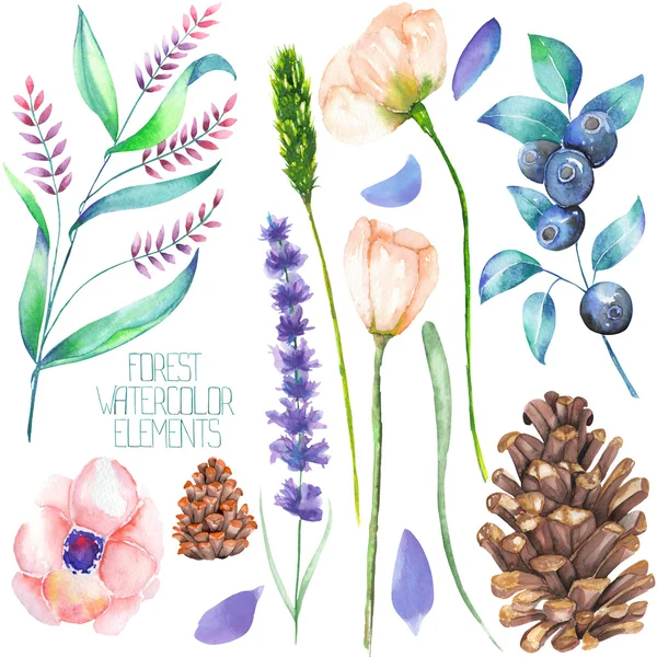 Set, Kollektion mit floralen isolierten Aquarell-Waldelementen (Beeren, Zapfen, Lavendel, Wildblumen und Zweige)) — Stockfoto