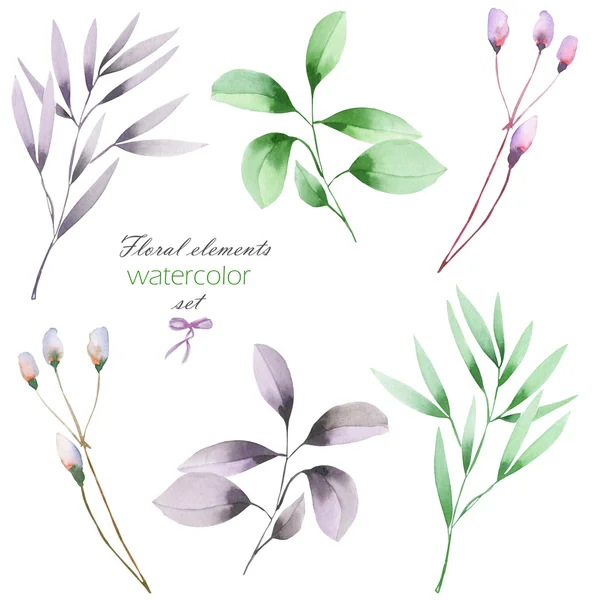 Sebuah set bunga dengan cabang cat air dengan daun hijau dan ungu — Stok Foto