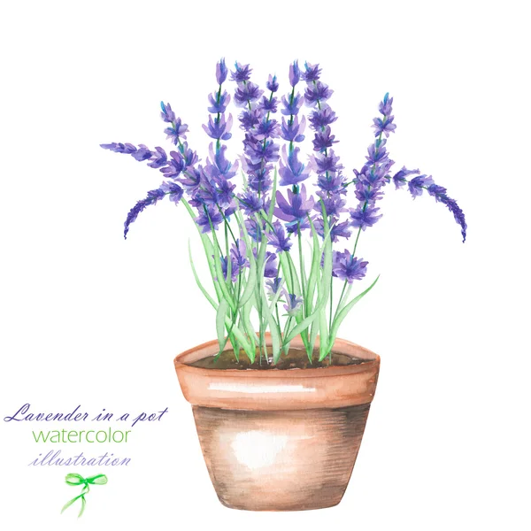 An illustration with a watercolor lavender flowers in a pot — Stock Photo, Image