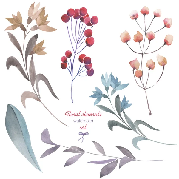 Цветочный набор с изолированными акварельными ветвями, цветами и ягодами — стоковое фото