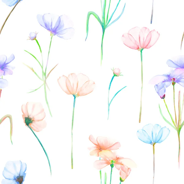 Sorunsuz bir çiçek desenli beyaz bir arka plan üzerine boyalı suluboya çizilmiş ihale pembe ve mor cosmos çiçekli — Stok fotoğraf