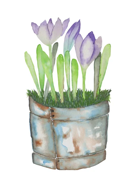 Illustrazione dei fiori di croco in secchi arrugginiti, disegnati a mano ad acquerello su fondo bianco — Foto Stock