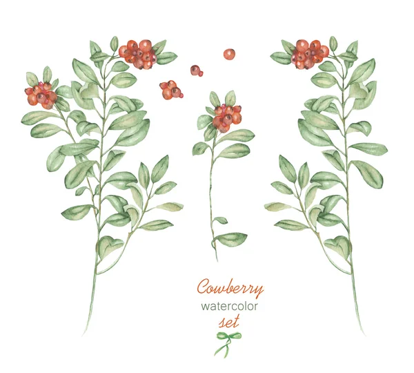 Een bloemige set met de geïsoleerde aquarel cowberry, hand getekend op een witte achtergrond — Stockfoto