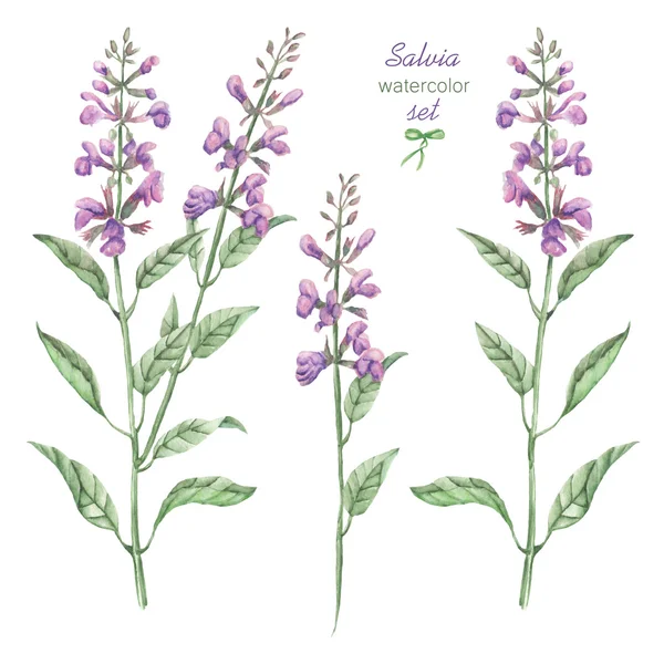 A floral set with the isolated watercolor medicinal salvia flowers, hand drawn on a white background — Stock Photo, Image