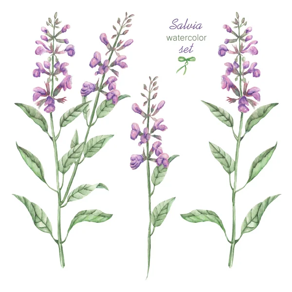 Een floral set met de geïsoleerde aquarel geneeskrachtige salvia bloemen, hand getrokken op een witte achtergrond — Stockfoto