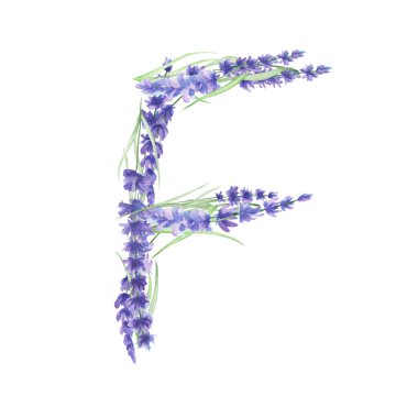 Büyük harf F suluboya lavanta çiçekleri, izole el beyaz bir arka plan, düğün tasarımı çizilmiş