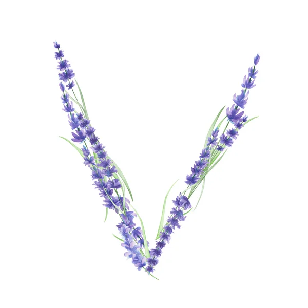 수채화 라벤더 꽃의 대문자 V, 흰색 배경, 웨딩 디자인에 그려진 고립 된 손 — 스톡 사진