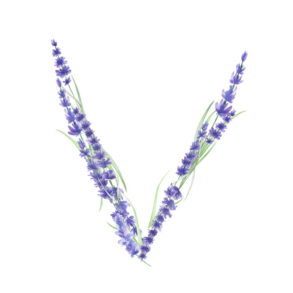 Letra maiúscula V de flores de lavanda aquarela, mão isolada desenhada em um fundo branco, design de casamento — Fotografia de Stock