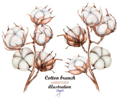 Collection of illustrations of watercolor cotton flowers branches clipart